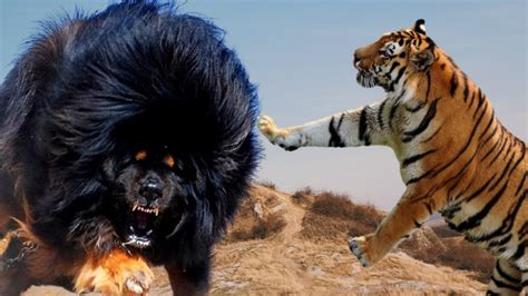 tibetan mastiff vs tiger - Tibetan Mastiff 